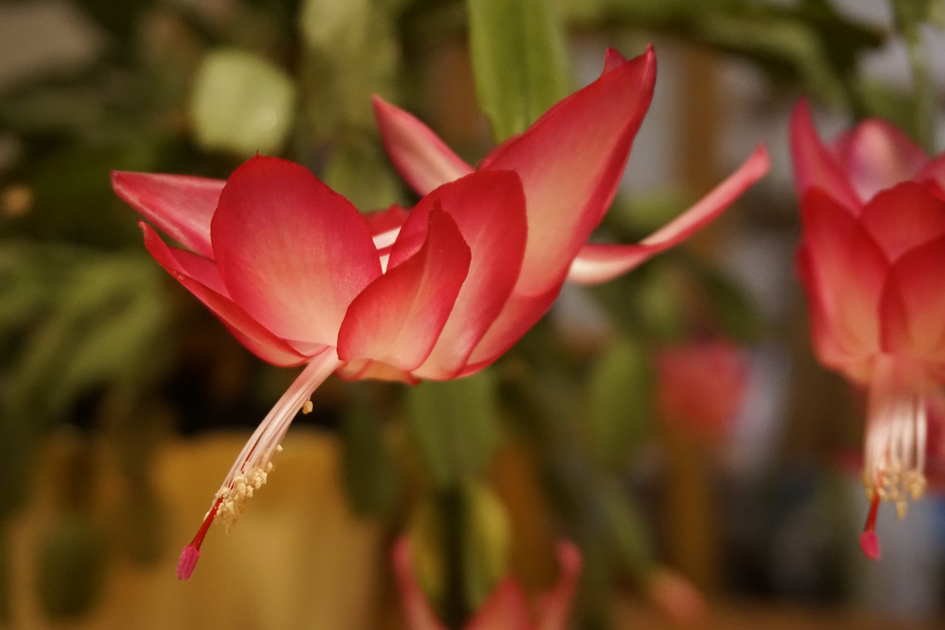 cvet božičnega kaktusa