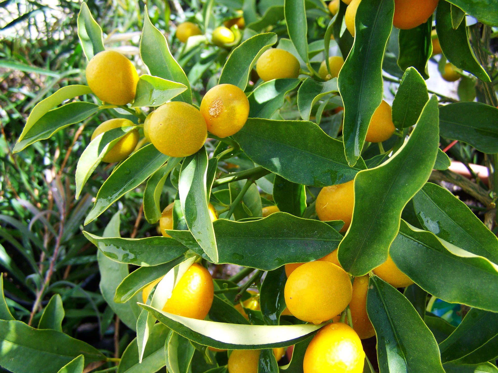 obrezovanje limonovca