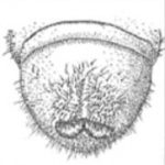 Junijski hrošč