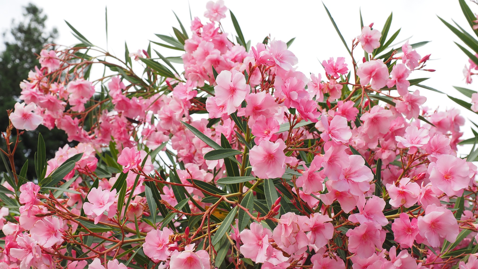 oleander