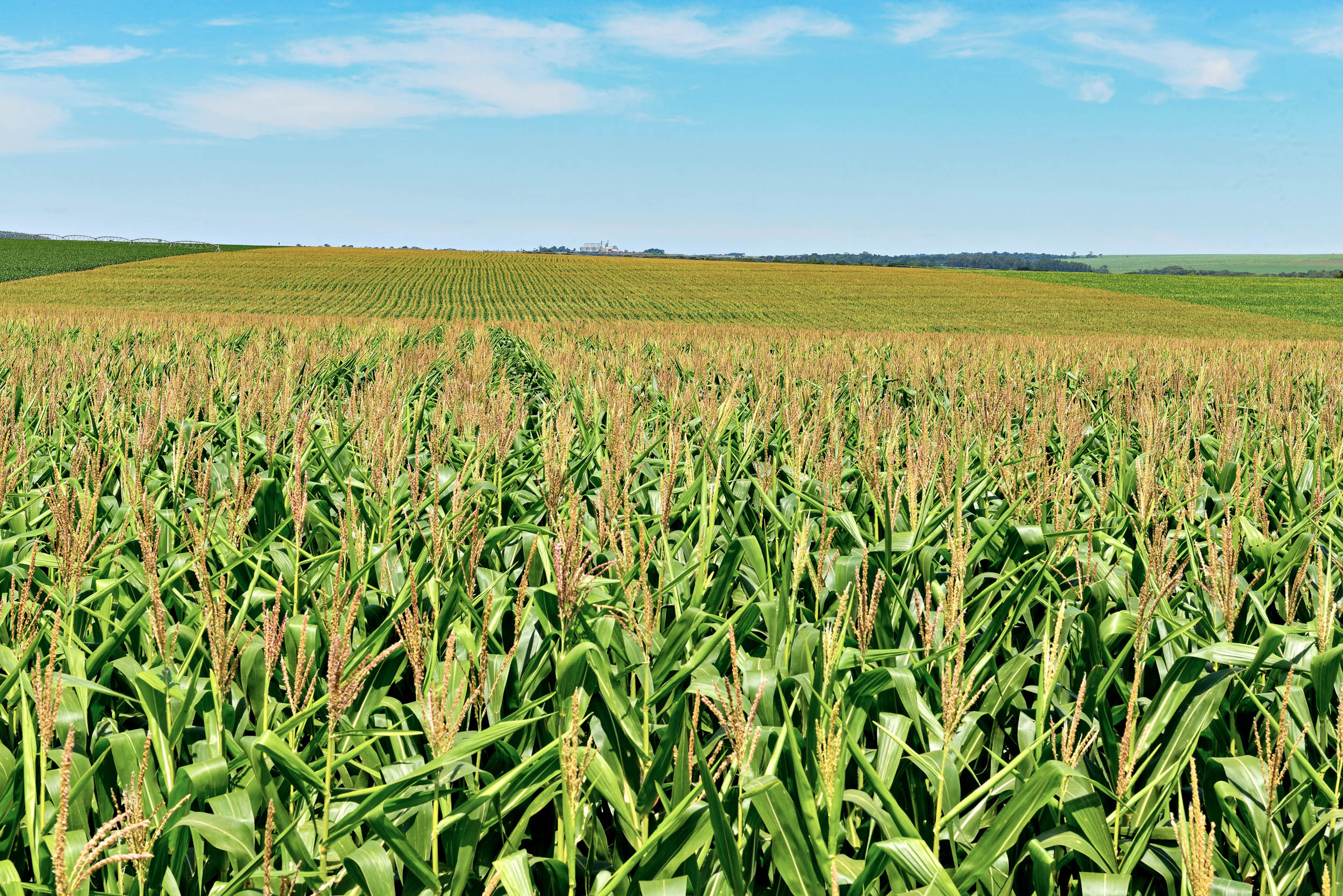 Zatiranje plevela po vzniku koruze in plevela