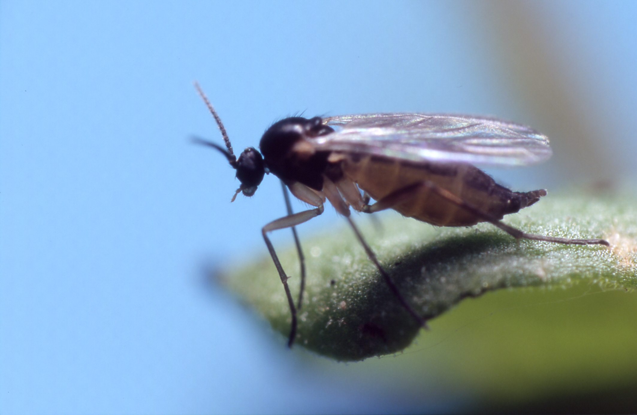 Mrtvaška mušica - odrasla