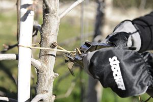 Škarje za vezanje Legafix 19