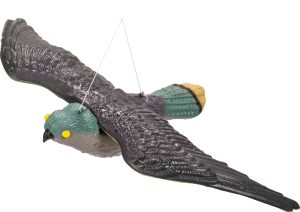 Ptičje strašilo sokol