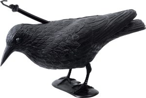 Ptičje strašilo vrana