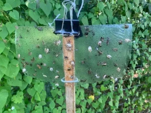 Vaba za nadzor marmorirane smrdljivke